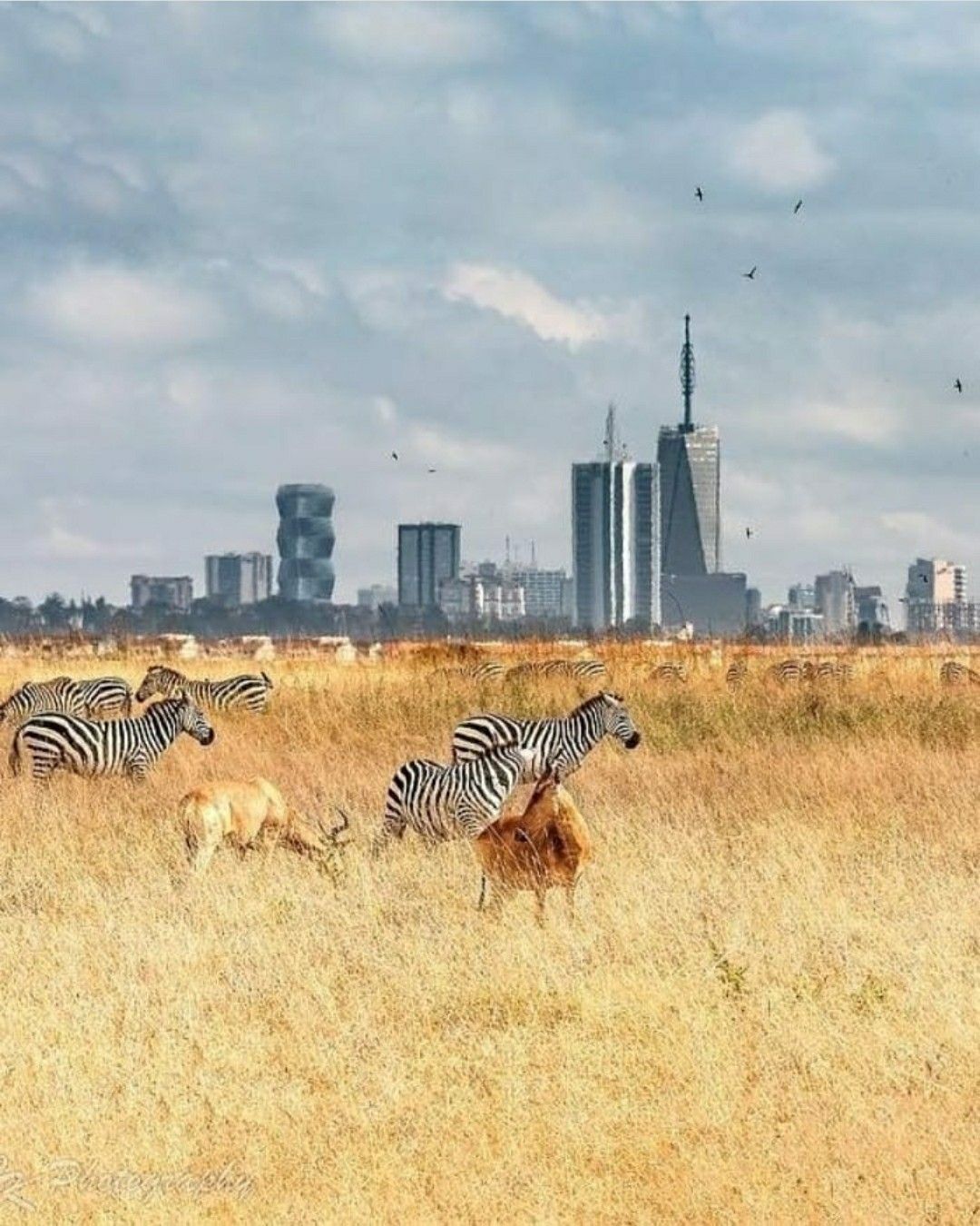 Zebras and antelope grazing in Nairobi National Park with the city's skyscrapers on the horizon